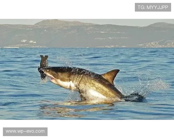 如何通过策略和技巧变成大白鲨在海洋世界中称霸的终极指南